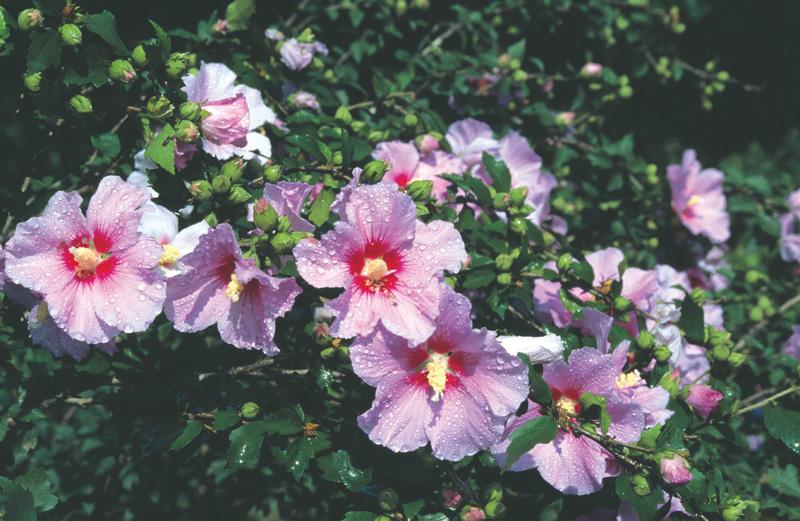 우리나라를 대표하는 국화 "무궁화"
아세안 나라를 대표하는 국화는 무엇일까요? 
아세안국화 알아보기 ▶  bit.ly/1JdghZ5