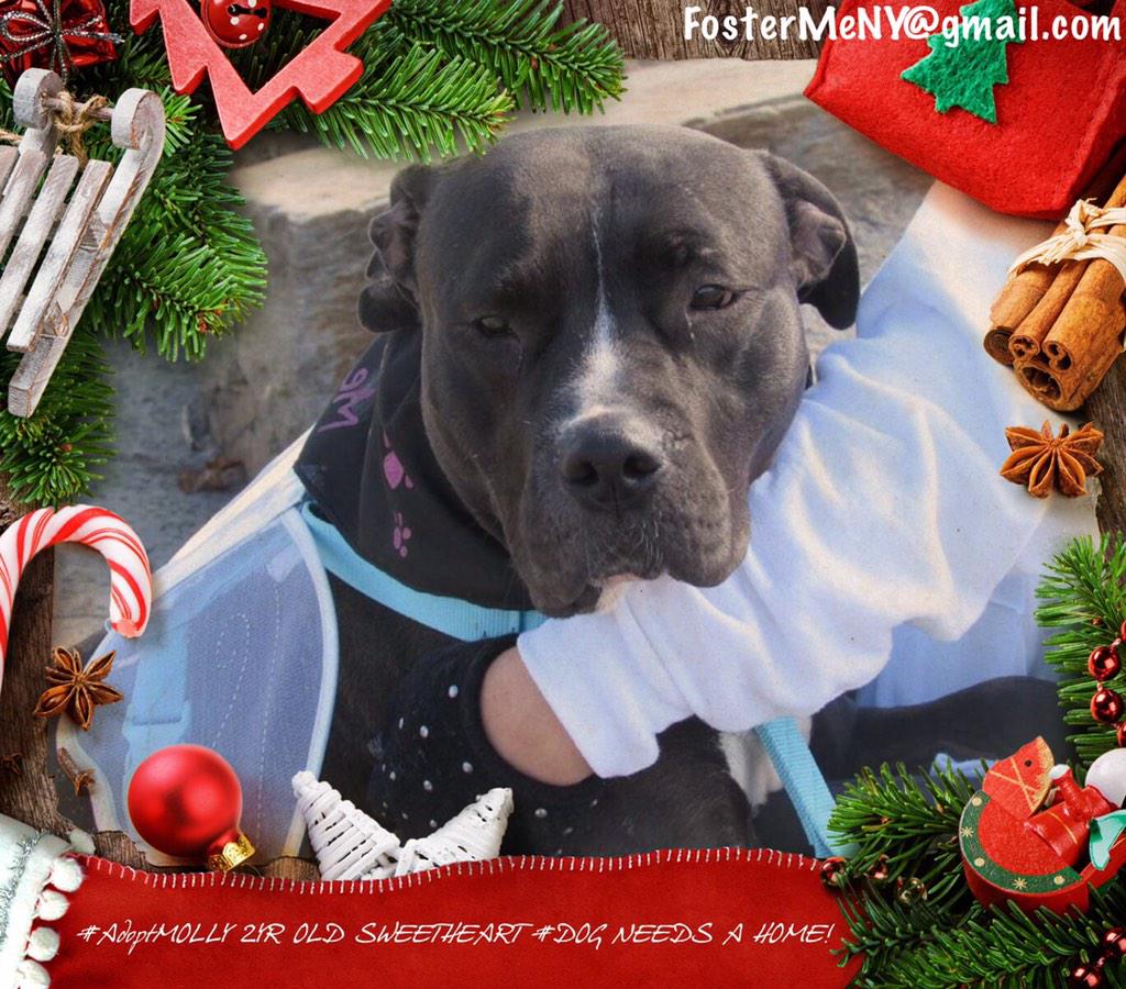 FosterMeNY's tweet photo. #AdoptMOLLY our 2YR #lovebug is waiting 4 a #home
#nycacc staff BEGGED us 2 Save her &amp; WE DID
https://t.co/0wVClLVqjc http://t.co/N9wPjDibah