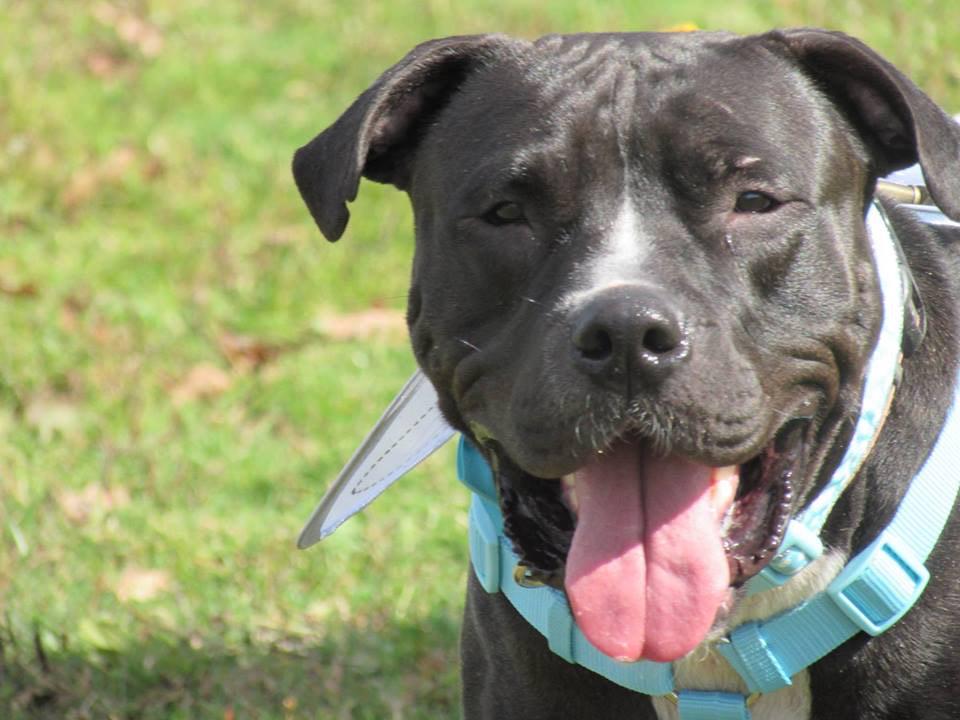 FosterMeNY's tweet photo. #AdoptMOLLY our 2YR #lovebug is waiting 4 a #home
#nycacc staff BEGGED us 2 Save her &amp; WE DID
https://t.co/0wVClLVqjc http://t.co/N9wPjDibah