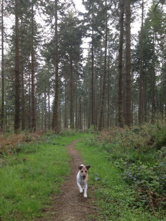 Happy Birthday to Rev John Jack Russell -born 1795, breeder of forestry s favourite dog  