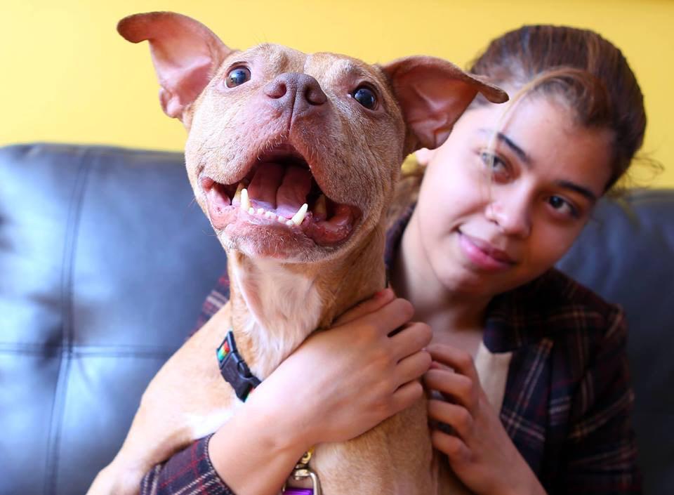 FosterMeNY's tweet photo. #AdoptBONITA 40lb goofball #puppy good w/kids, ppl/ needs work w/other #dogs
#redhookrescue
https://t.co/aJcXoHbBrv http://t.co/cg2ALngLgb
