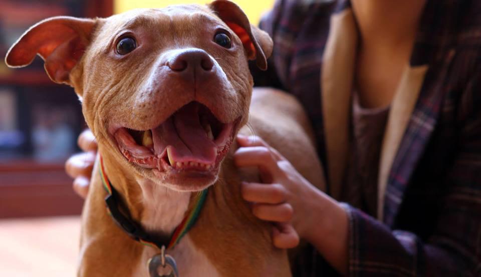 FosterMeNY's tweet photo. #AdoptBONITA 40lb goofball #puppy good w/kids, ppl/ needs work w/other #dogs
#redhookrescue
https://t.co/aJcXoHbBrv http://t.co/cg2ALngLgb