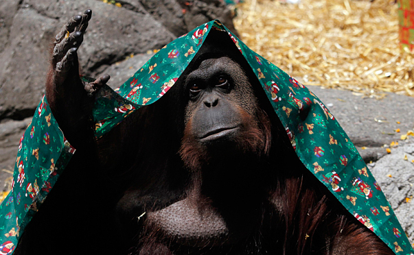 abarnes1786's tweet photo. RT @TelegraphNews: Sandra the orangutan granted limited human rights http://t.co/8ECAHc8ots http://t.co/4TS1WUIKpT - Hhhmmmmm!