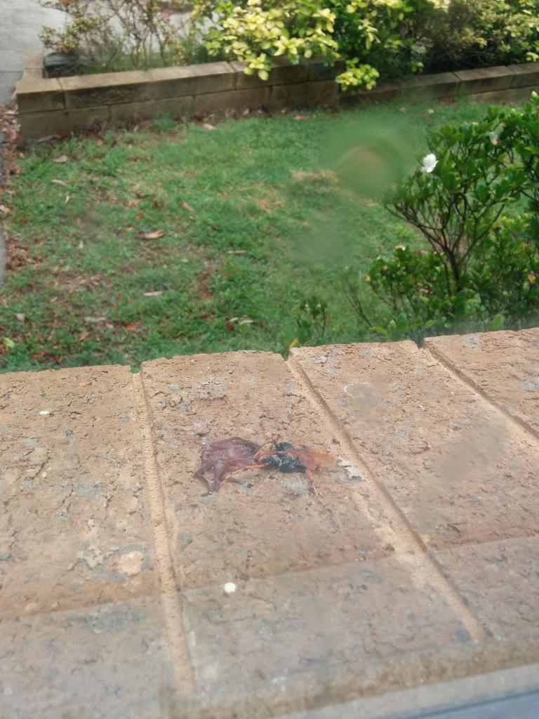 Adam_bets's tweet photo. Wasp vs spider vs Adam Adam wins #flawlessvictory #doublefatality http://t.co/77SSOSRwM2