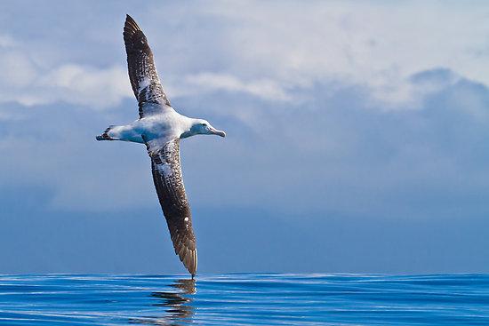 TONIBirdControl's tweet image. Do you know: Wandering albatross is the largest flying #bird alive having the largest wingspan.