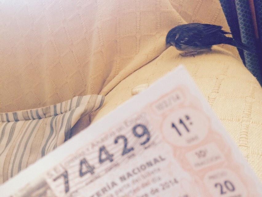 beaelm96's tweet photo. Viendo la lotería con mi mascota!!! #LoteriaRTVE http://t.co/dPFkLn3jqK