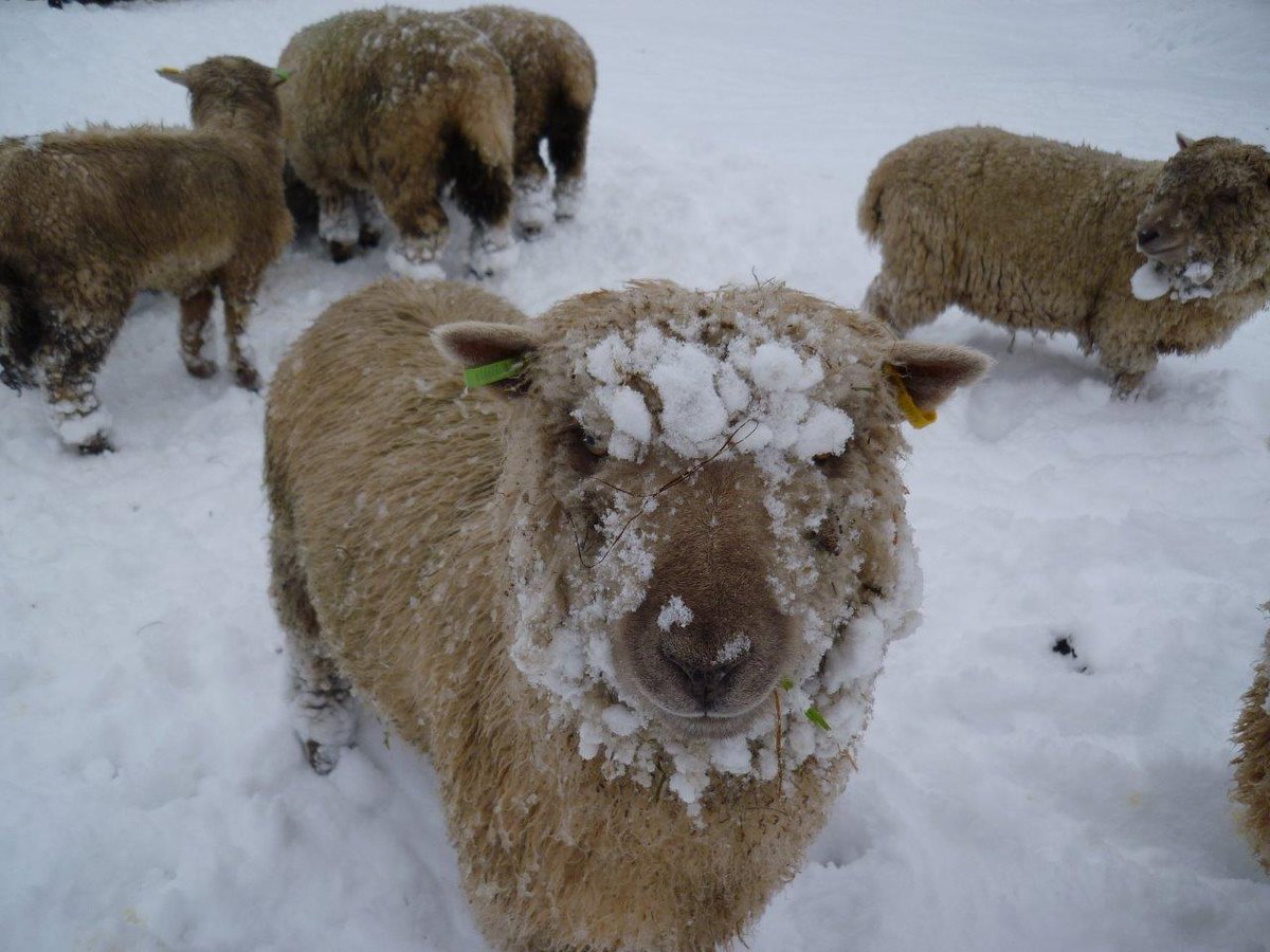 Croft Farm tweet media