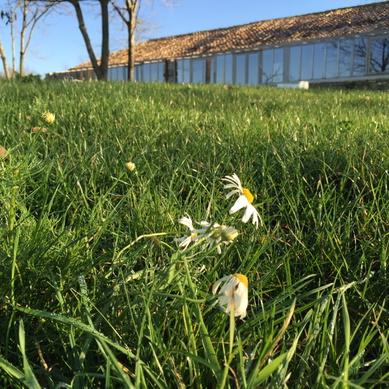 #winter is mild this year still some #spring #flowers around #Bassiviere