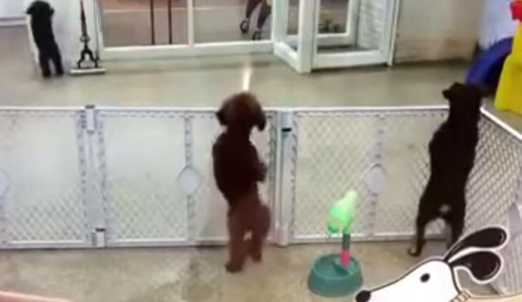ツイッター話題の動画速報 Dougac2 Twitter ツイッター話題の動画速報 Dougac2 Twitter