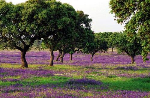 _Paisajes_'s tweet photo. De las tierras más bonitas de España. Extremadura. Es maravilloso el lugar! http://t.co/axihitXLFQ