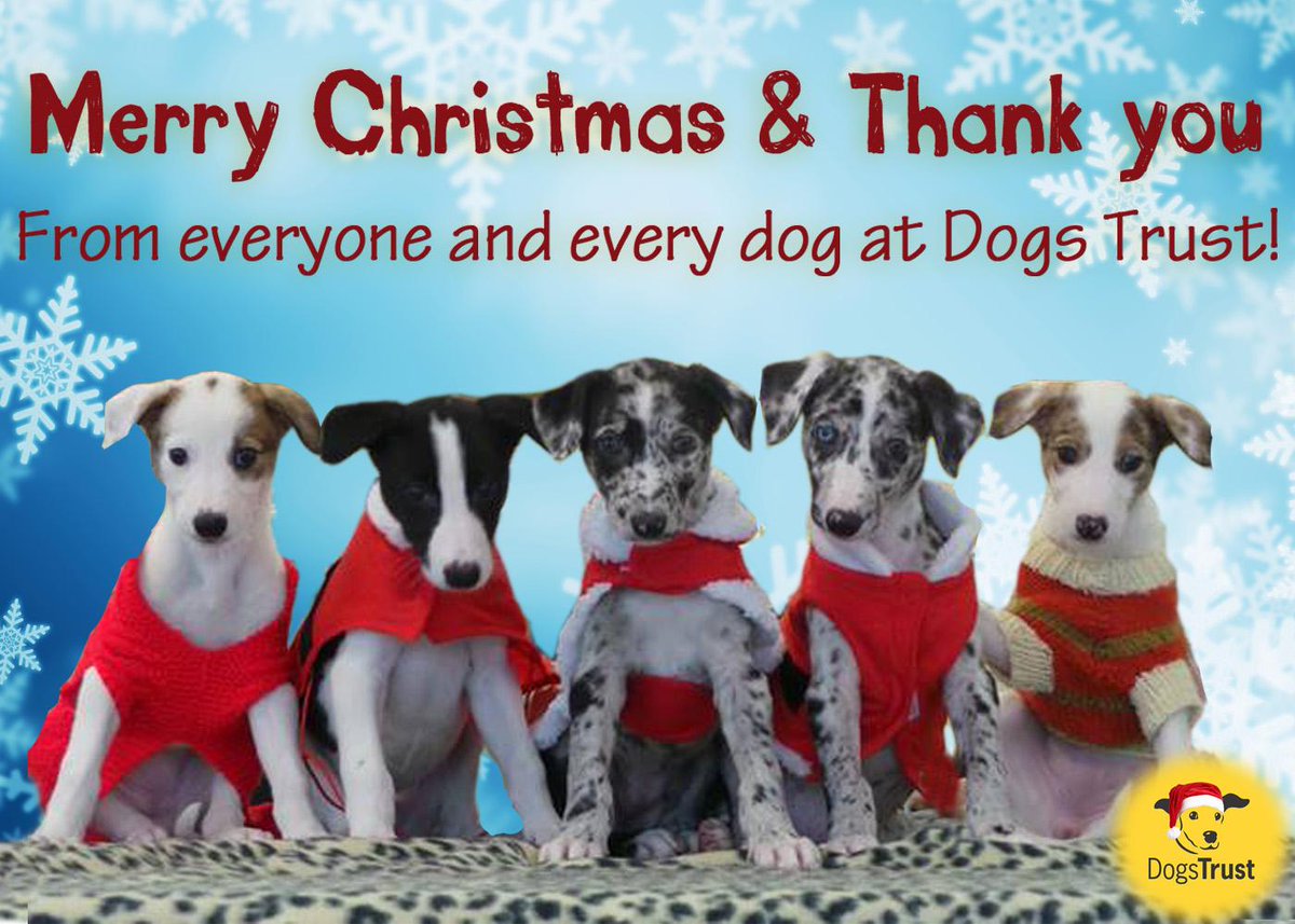 Dogs Trust 🐶 on Twitter "* MERRY CHRISTMAS * We would like to say a