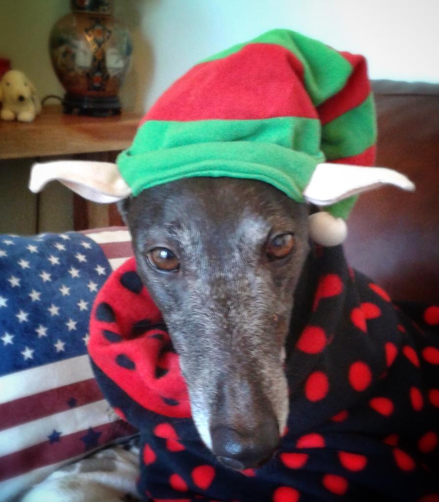 squeakybutts's tweet image. @LurcherFinn Best avoid the elf look  #pawful