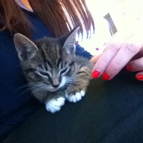 catinaflat's tweet image. We are so in love with this little guy #kittyloafmonday Still trying to name him, any suggestions #kittynames