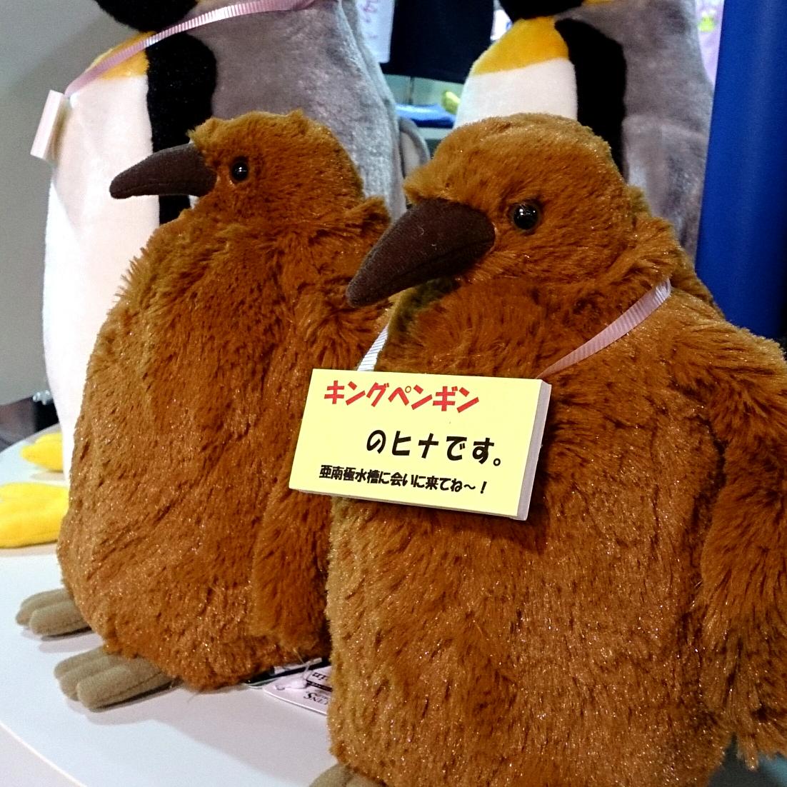 海響館売店にて。カロラータさんのキング雛ぬいぐるみに「亜南極水槽に