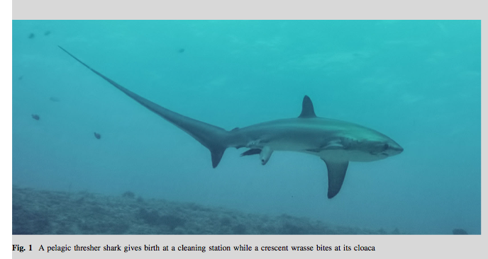 BiminiSharkGirl's tweet photo. AMAZING IMAGE: Pelagic Thresher gives birth at a cleaning station http://t.co/VEURvosGIs http://t.co/Hr9z0jpYeP