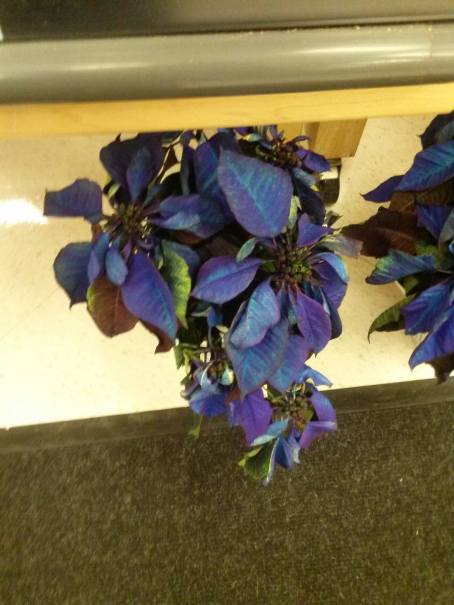 RHeart__'s tweet image. IDK if these poinsettias are dying but they are a dope color. #FaveColor