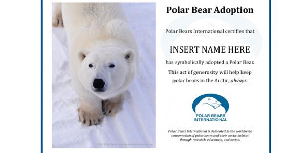 PolarBears's tweet image. Looking for a last-minute gift idea? Our ECO ADOPTION is a perfect option: buff.ly/16Jf4K1