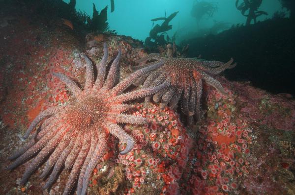 Oceanwire's tweet photo. Our picks: Top 12 Ocean Stories That Made Waves in 2014 http://t.co/RqBIjXNLiz MT @LivingOceansFdn @oceanportal http://t.co/AElkCQnSnb