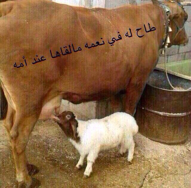 عُمر tweet media