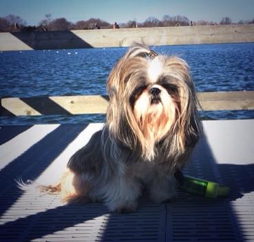Danig0089's tweet photo. Look out @RealGrumpyCat there's a new pup in town #grumpypup #grumpycat http://t.co/3NlZZt97fm