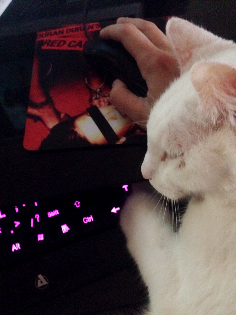 BC_Channel's tweet image. The daily routine. I can't feel my hand. #catworldproblems