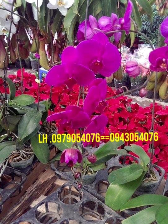 phamvanhung868's tweet photo. Còn chần chờ giờ nữa mà không alo ngay hoa tết năm nay tới nhà bạn http://t.co/L8F6Eqcpha