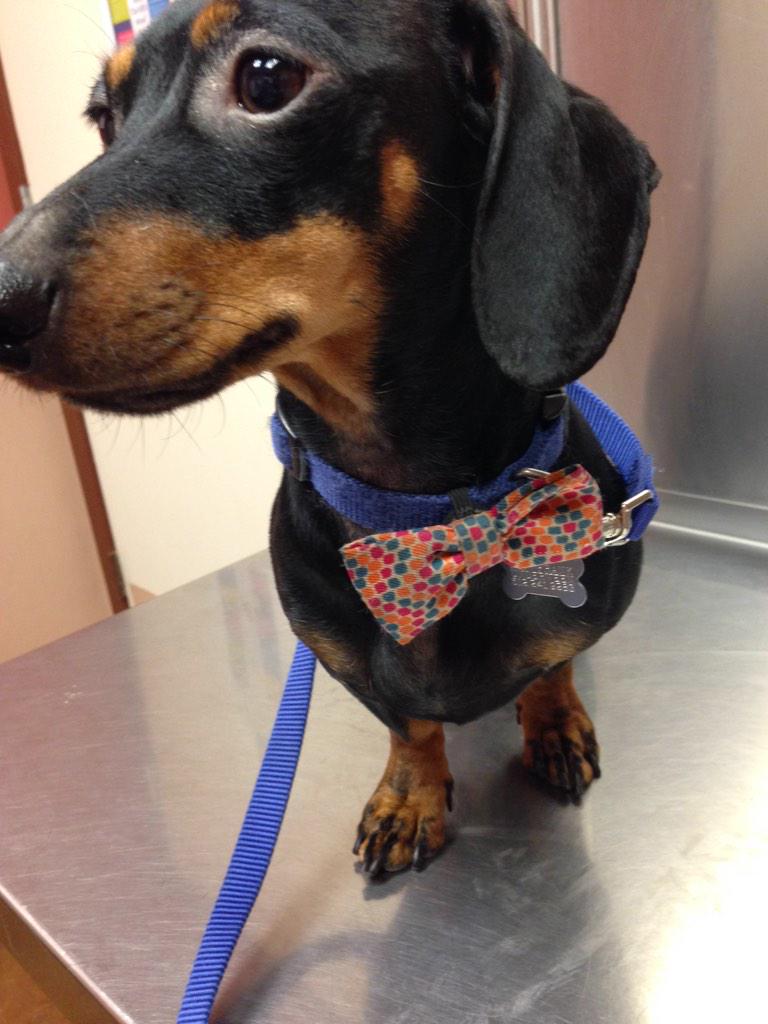 FrankUnderween's tweet photo. 💅 and 💉 and 📟 and 💎 AND TREATS! I a healthy dog. http://t.co/pqEdrRLfUa
