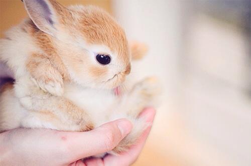 ConnorRpgbsd's tweet image. “@SamRPGBSD: *se tourne vers toi avec ca dans les bras* je t&apos;ai acheter la cage et la nourriture et tout aussi. http://t.co/BOVWMxmnlw”