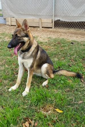 Two families gave up on Bella; then we rescued her. Now she needs a 3rd chance of a Forever Home! #adoptme