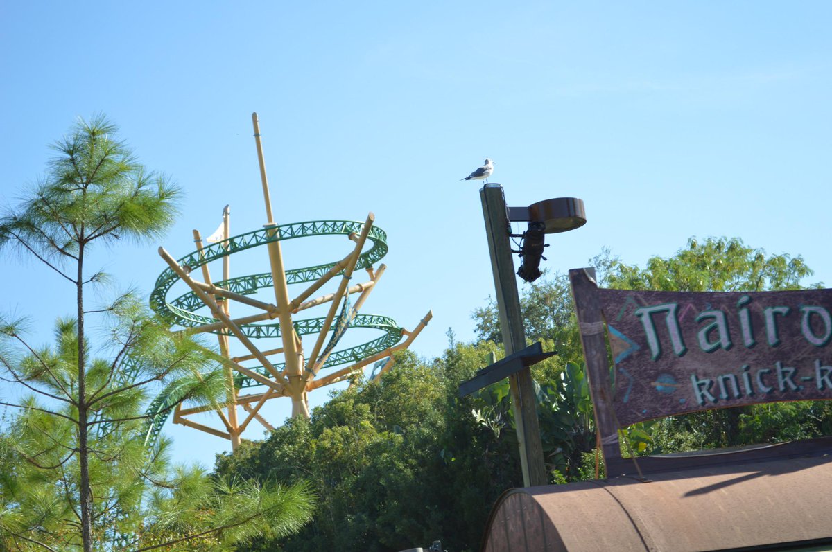 PhotoMaxiFun's tweet photo. Cheetah Hunt a Bush Garden 
A la vitesse du léopard il fonce tel l’éclair et grimpe a 30m et surveille le parc 
#cool http://t.co/wJUPQzoUcP