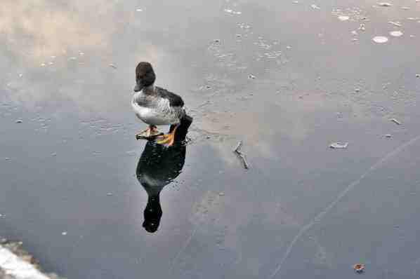 SheGotCake___'s tweet image. This Guy Jumped Into A Frozen Lake To Rescue A Drowning Duck mtvnews.mobi/this-guy-jumpe…