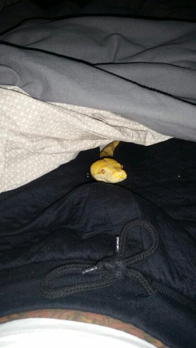 Trouser snake http://t.co/IFOmcIoC8D