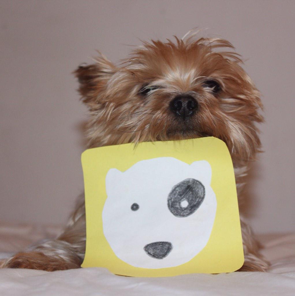 itstimba's tweet photo. @Fuzmo hey! Could you feature me on @insta_animal?? Its @gerarddms (Timba) 😊 http://t.co/JpXtifh7Fx