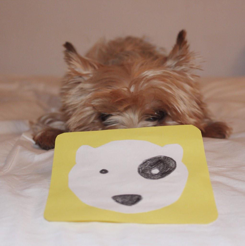 itstimba's tweet photo. @Fuzmo hey! Could you feature me on @insta_animal?? Its @gerarddms (Timba) 😊 http://t.co/JpXtifh7Fx