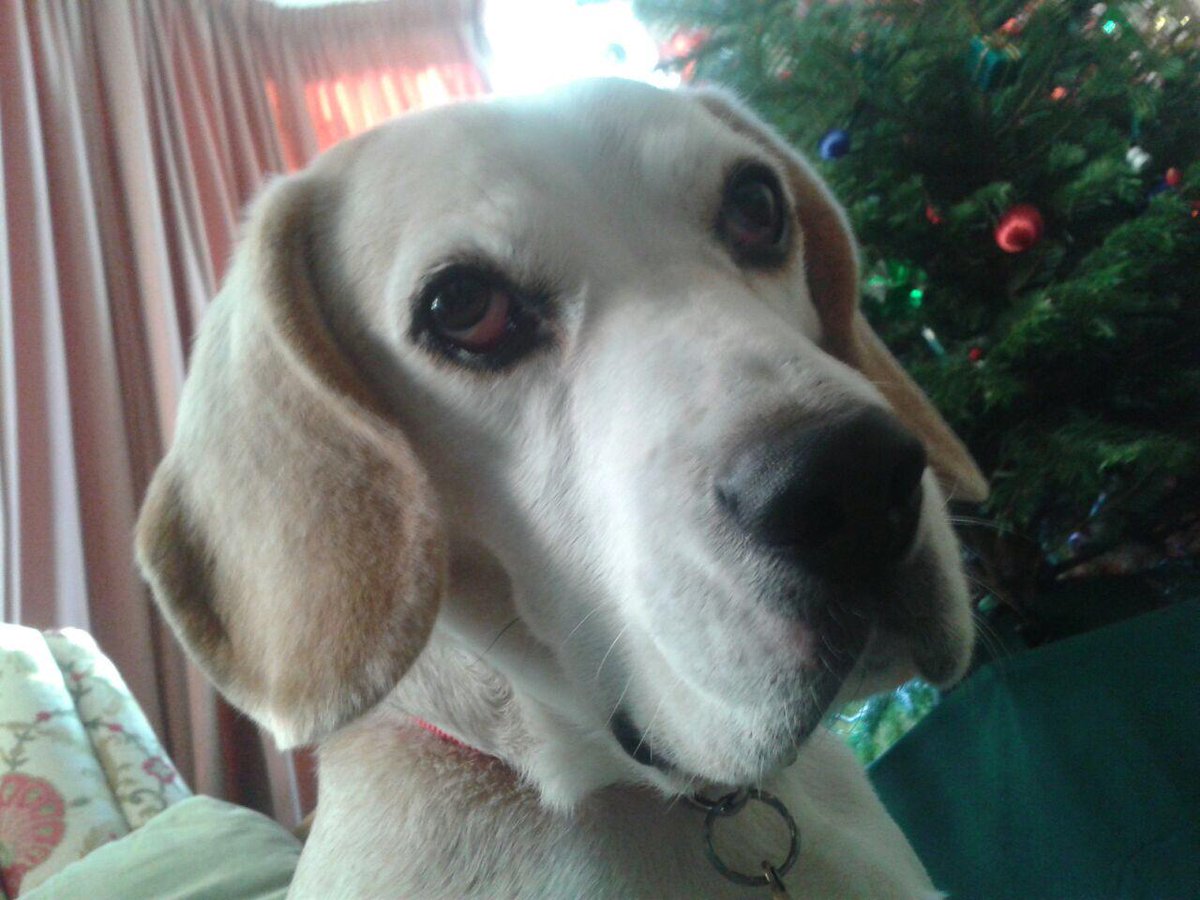 Christmas big beagle face! #christmasbeagle