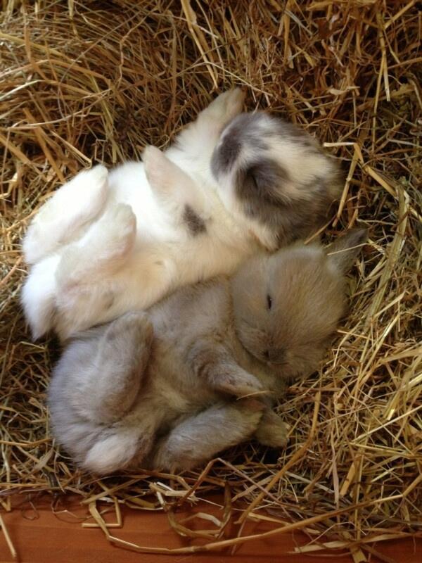 Cryptoaldia's tweet photo. Conejitos durmiendo :) http://t.co/qXRmdt8GWC