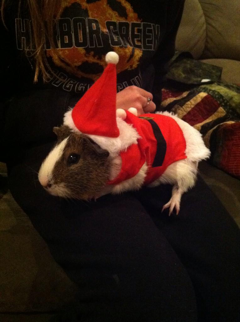b_nowakk's tweet photo. Jordyn dresses up her guinea pigs for Christmas #SantaDale http://t.co/U0gt4QAPKd