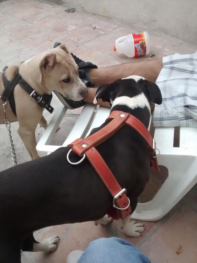 MartinGomezTimi's tweet photo. Pitbull LR http://t.co/D6Ixvs7jtk