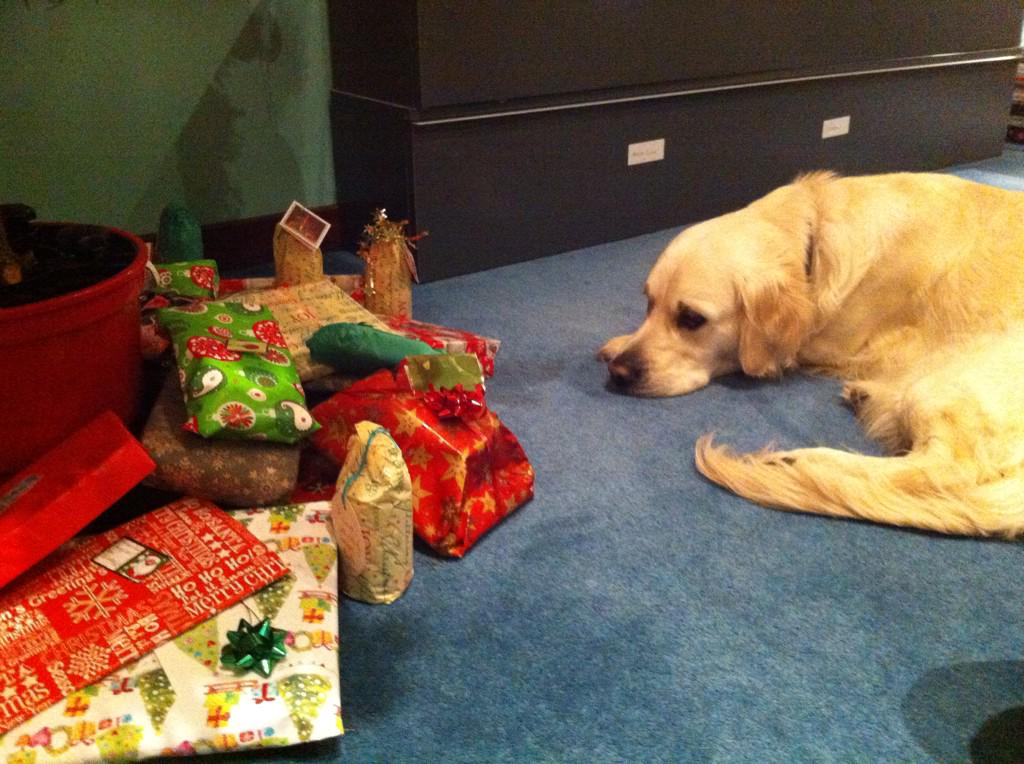 MollyandAilsa's tweet image. Ailsa exercising amazing amounts of self-restraint here... #goldenretriever #presentsunderthetree #christmascountdown