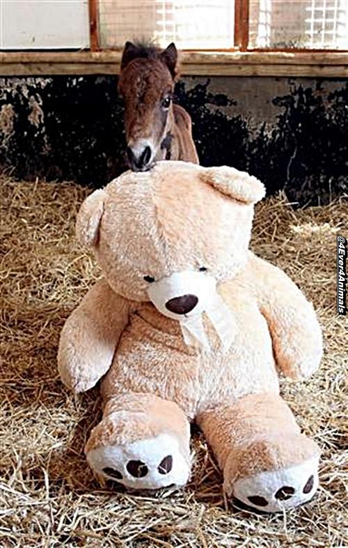 restorapet's tweet photo. Meet Breeze and Button - Orphaned pony’s best friend is a teddy bear called Button RT @4Ever4Animals http://t.co/yUvfpzVNBK
