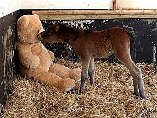 restorapet's tweet photo. Meet Breeze and Button - Orphaned pony’s best friend is a teddy bear called Button RT @4Ever4Animals http://t.co/yUvfpzVNBK