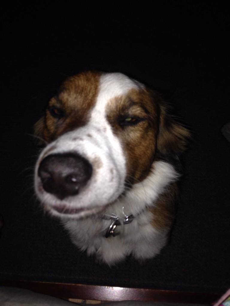 rosshilary's tweet photo. @coppersdream @andy @sfspca that face. #WokeUpToThis #needsarun #running #MotivationMonday #squeeze #RescueDogs #love http://t.co/368BRy7xHq
