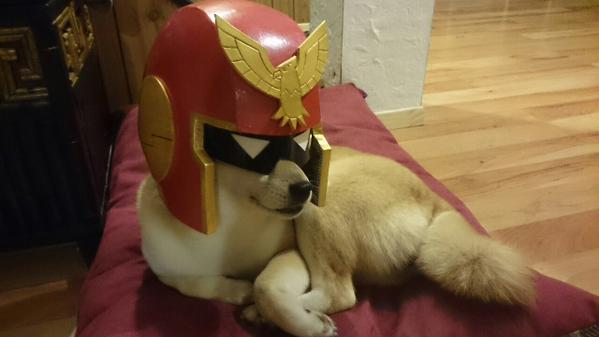 Noiseland_VG's tweet photo. #Humor
La mascota de #CapitanFalcon http://t.co/u6hk4b9cyy