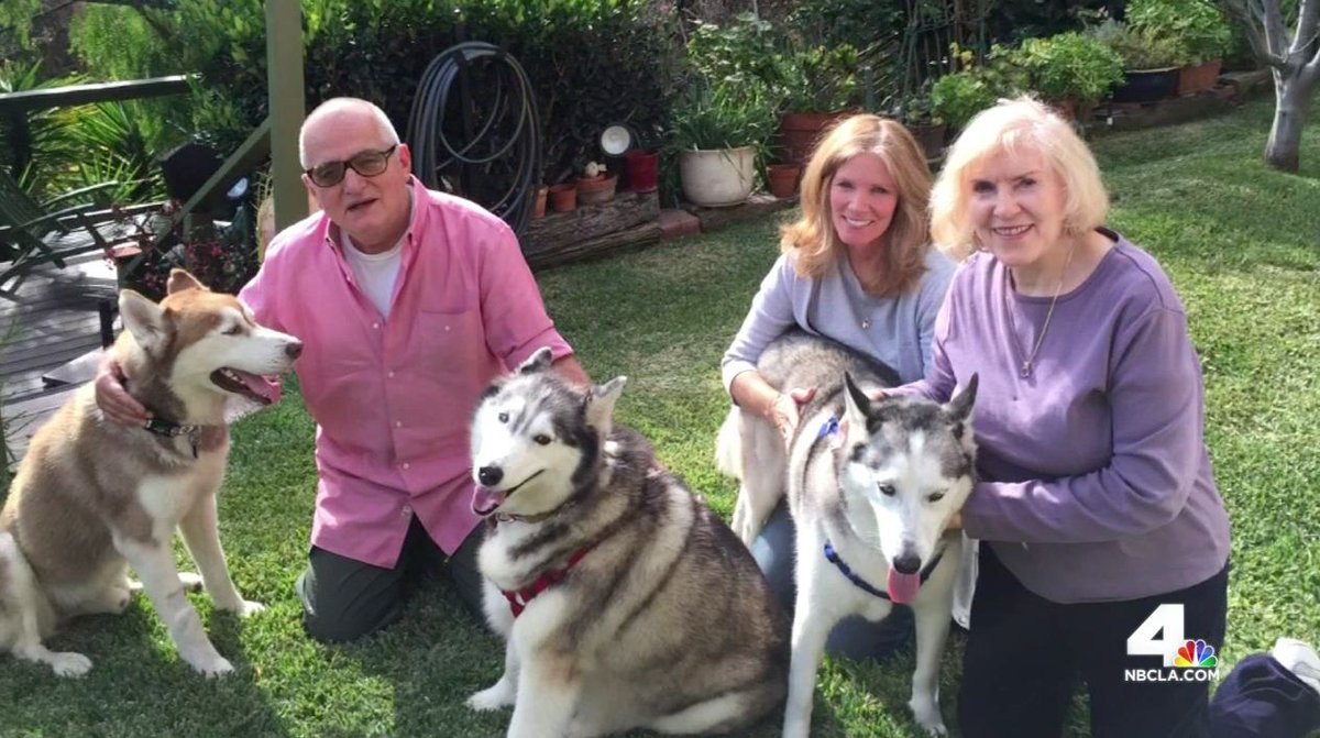 NBCLA's tweet image. A husky dog rescued from the wash of the LA River has been adopted  4.nbcla.com/1vhxqqV