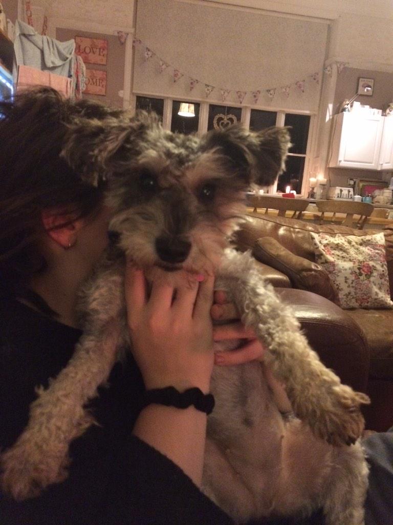 stuffnonsense2's tweet image. Poppy, Florence &amp;amp; Ruby all #spruced up for Christmas &amp;amp; their excitement is building!