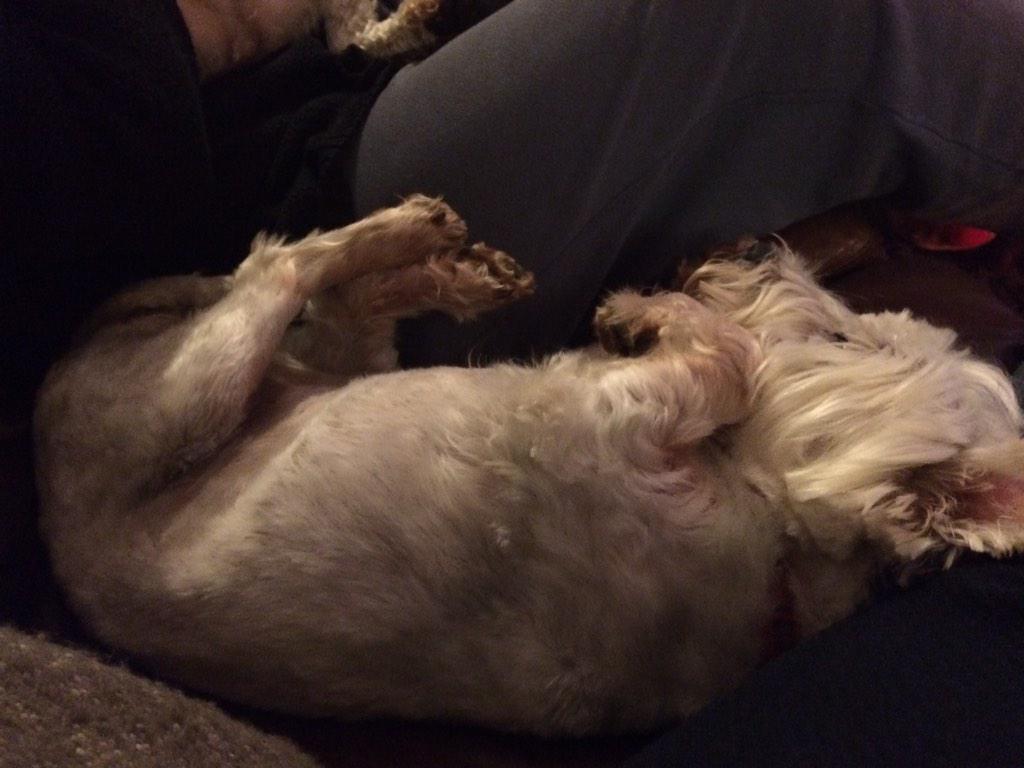 stuffnonsense2's tweet image. Poppy, Florence &amp;amp; Ruby all #spruced up for Christmas &amp;amp; their excitement is building!