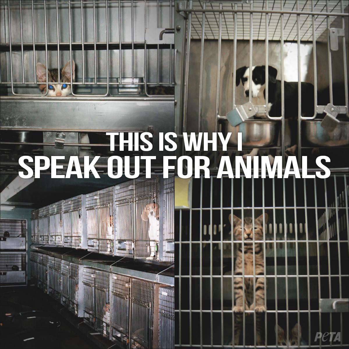 peta's tweet photo. These dogs &amp; cats are going 2 be experimented on, then KILLED.

RT if u will ALWAYS speak up 4 them! #StopAnimalTests http://t.co/7kB6IeE4x8