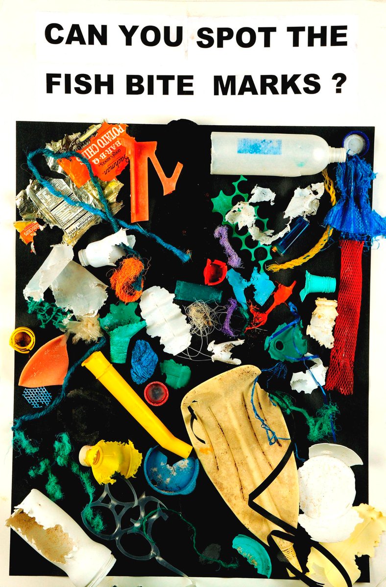 KBBdotBM's tweet photo. #LitterLesson How #TrashTravels from city streets to storm drains to ocean. Ingested by marinelife at great peril. http://t.co/6rEQsvbGrB