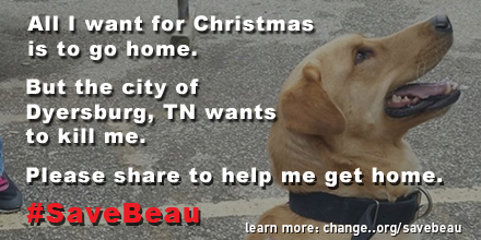 Over 600k people call on <a href="/MayorJohnHolden/">Mayor John Holden</a> of #Dyersburg, TN to #SaveBeau this holiday: change.org/savebeau
