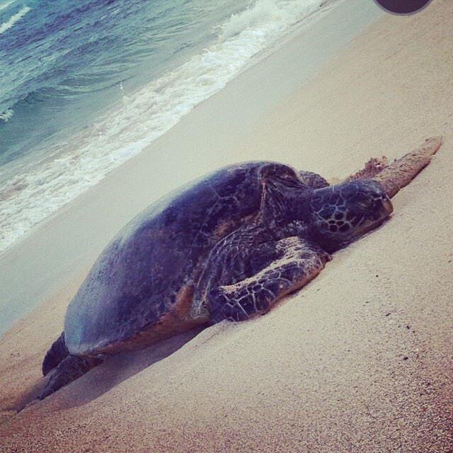 KylerTheBadAss's tweet photo. Look at this turtle i seen!! #Hawaii2014 #Beach #Turtle http://t.co/Gq79U9AeYm